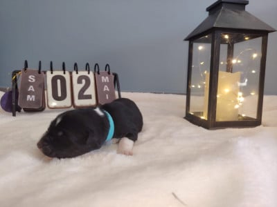 Les chiots de Berger Australien