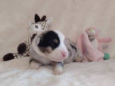 Les chiots de Berger Australien
