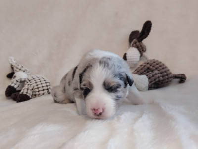 Les chiots de Berger Australien