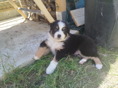 Les chiots de Berger Australien