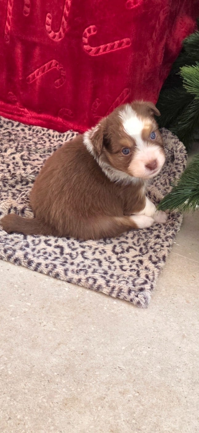 CHIOT 7 - Berger Australien