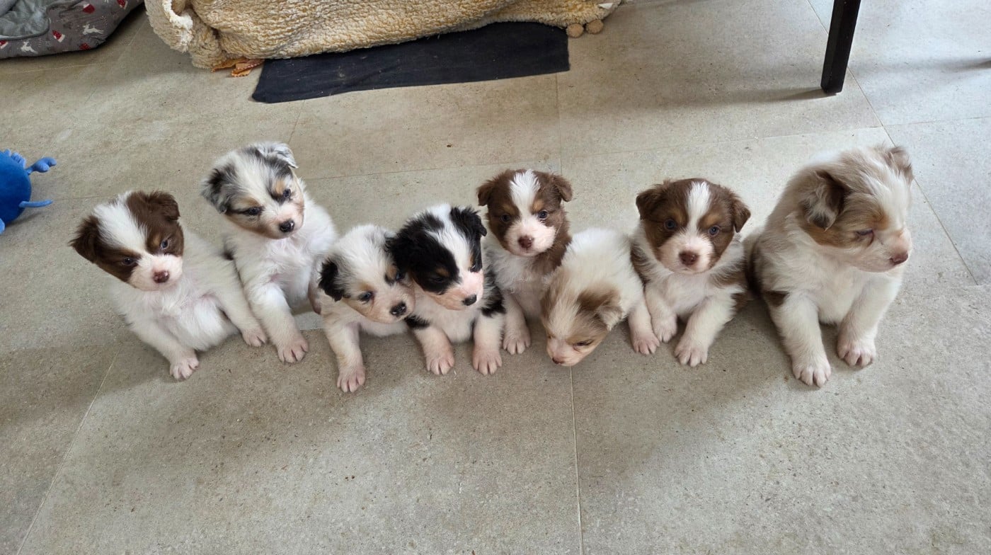 Berger Australien - Of Precious Moonlight