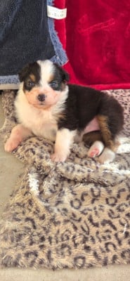 Les chiots de Berger Australien