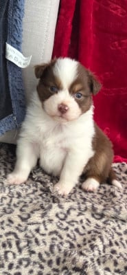 Les chiots de Berger Australien