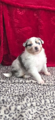 Les chiots de Berger Australien