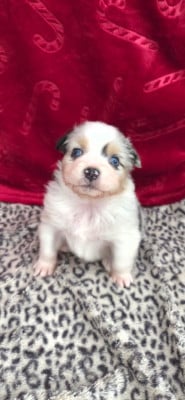 Les chiots de Berger Australien