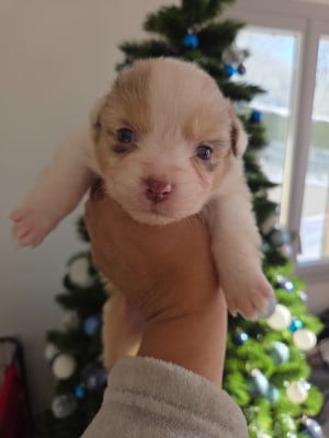 Les chiots de Berger Australien