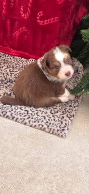 Les chiots de Berger Australien