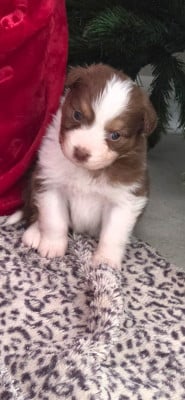 Les chiots de Berger Australien