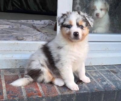 Les chiots de Berger Australien