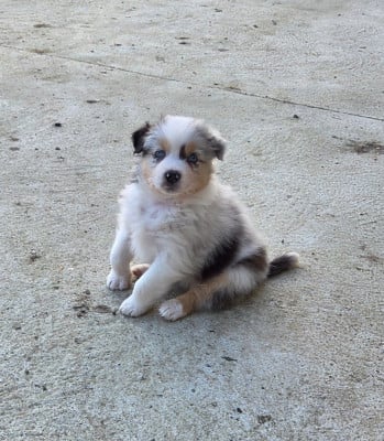 Les chiots de Berger Australien