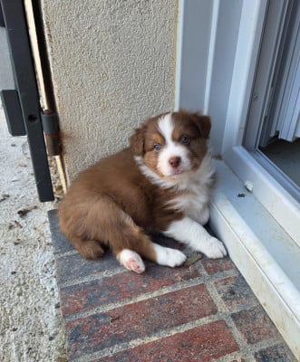Les chiots de Berger Australien
