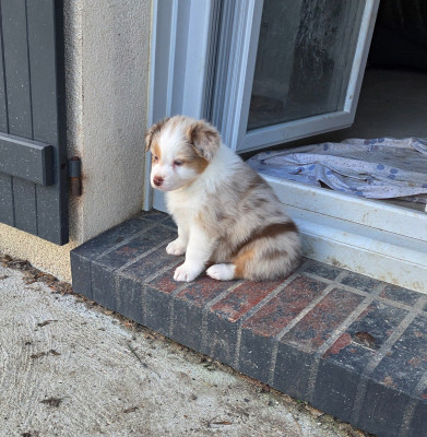 Les chiots de Berger Australien