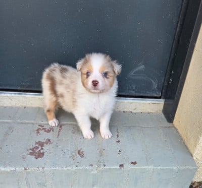 Les chiots de Berger Australien