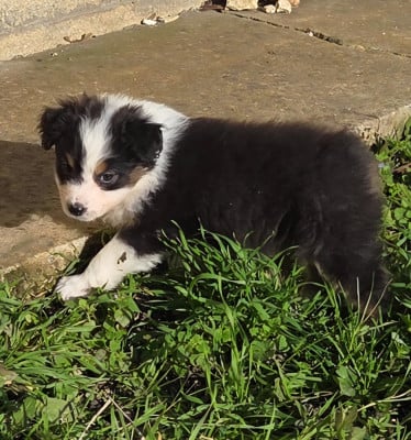 Les chiots de Berger Australien