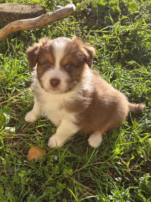 Les chiots de Berger Australien