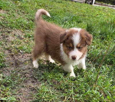 Les chiots de Berger Australien