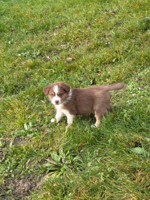 Les chiots de Berger Australien