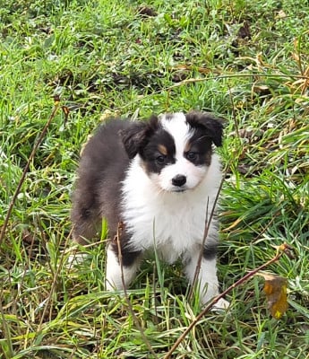 Les chiots de Berger Australien