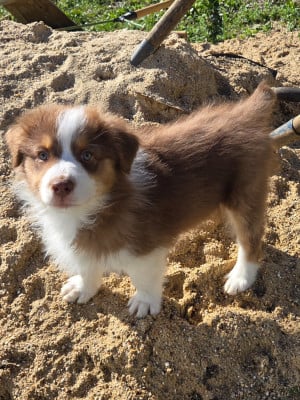Les chiots de Berger Australien