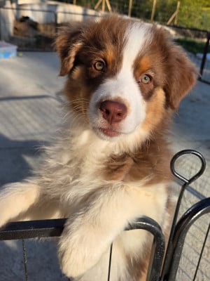 Les chiots de Berger Australien