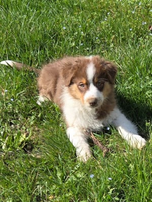 Les chiots de Berger Australien