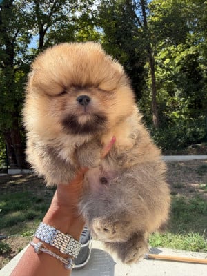 Spitz allemand