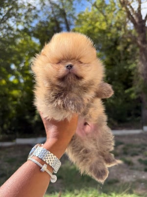 Bonbon - Spitz allemand
