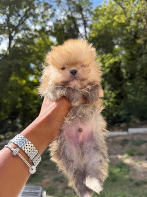 Bijou - Spitz allemand