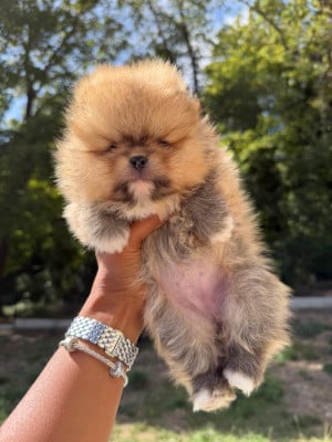 Bella - Spitz allemand