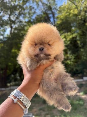Bessy - Spitz allemand