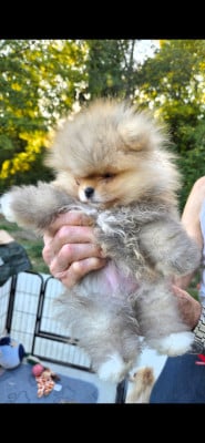 Les chiots de Spitz allemand