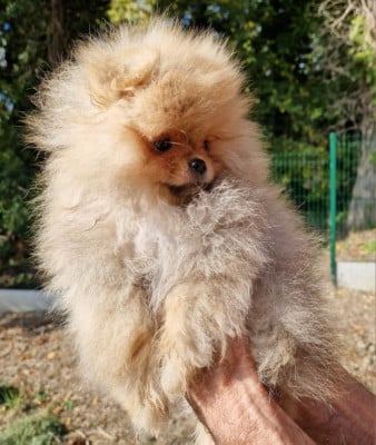 Les chiots de Spitz allemand