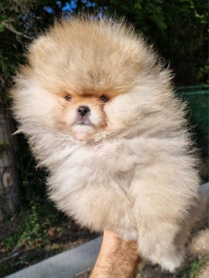 Les chiots de Spitz allemand