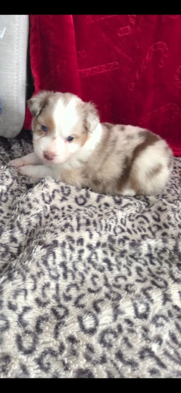 Berger Australien - Of Precious Moonlight