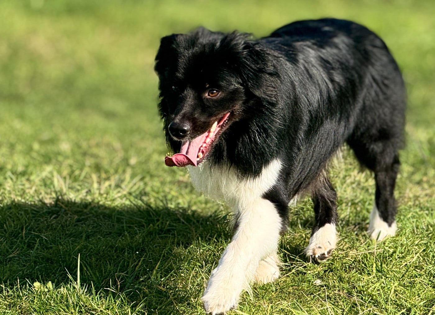 Publication : De Chez Mage Auteur : Céline TWARDOWSKI