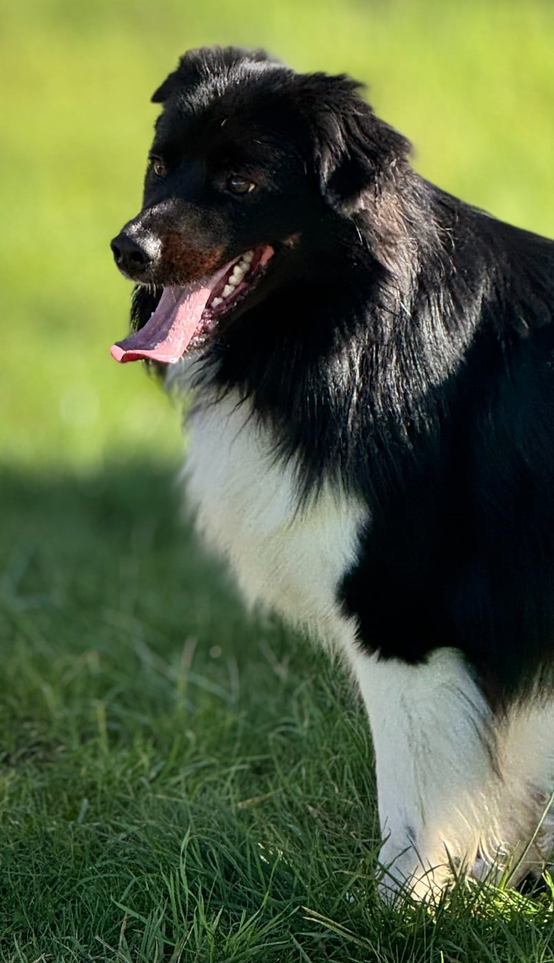 Publication : De Chez Mage Auteur : Céline TWARDOWSKI