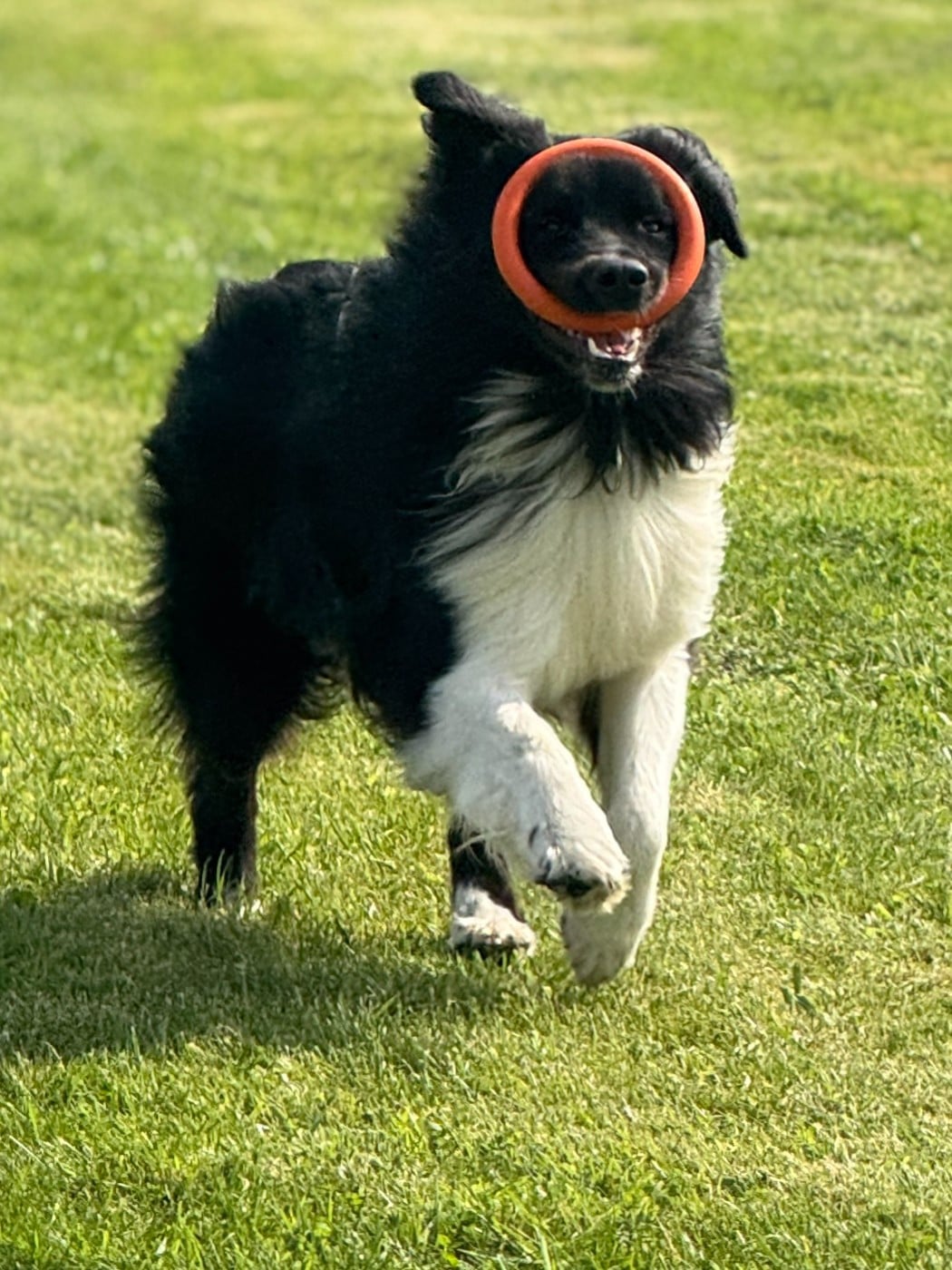 Publication : De Chez Mage Auteur : Céline TWARDOWSKI