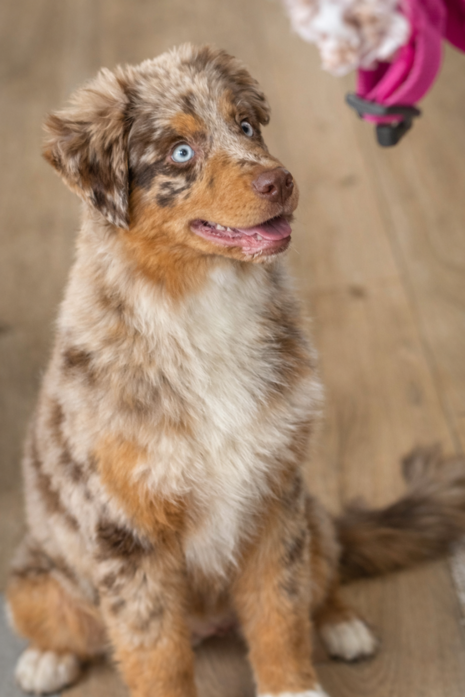 Vida loca victoire by lucky (Sans Affixe)