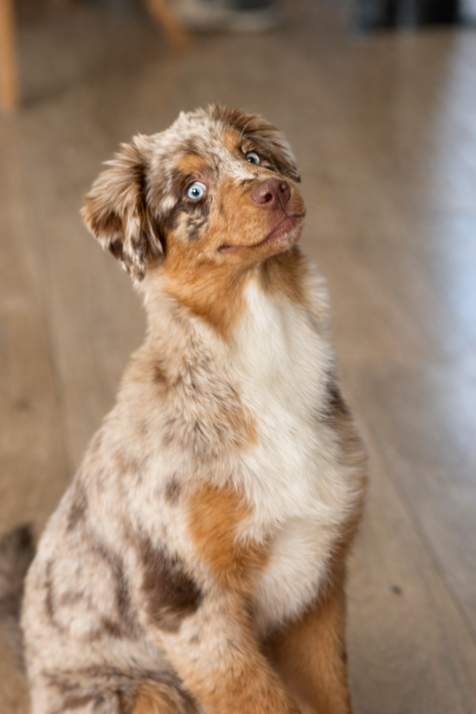 Vida loca victoire by lucky (Sans Affixe)