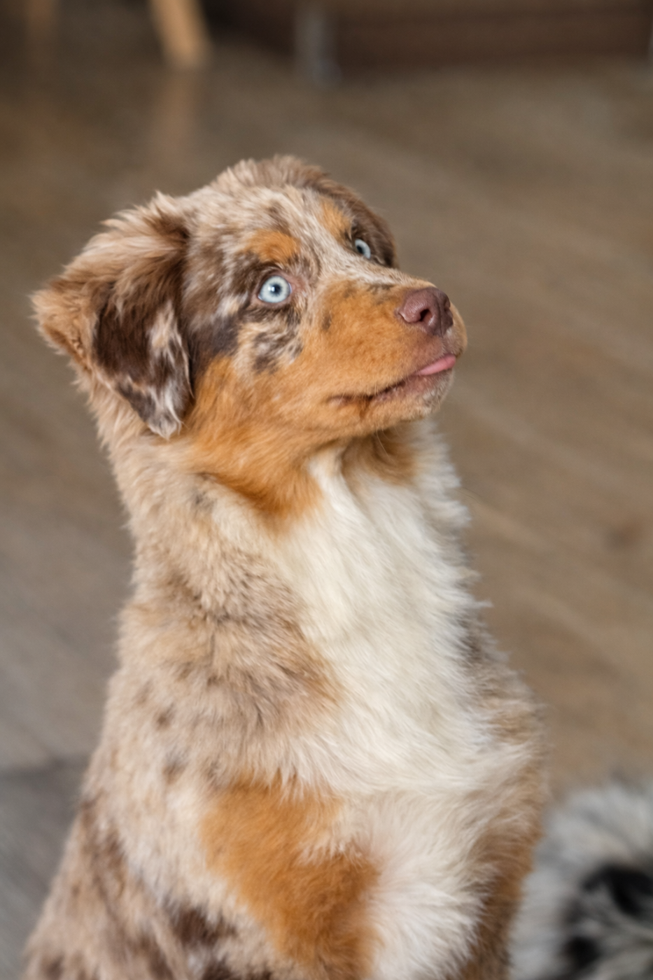 Vida loca victoire by lucky (Sans Affixe)