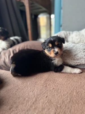Les chiots de Berger Australien