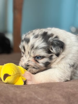 Les chiots de Berger Australien
