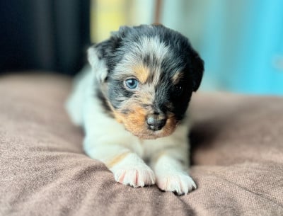 Les chiots de Berger Australien