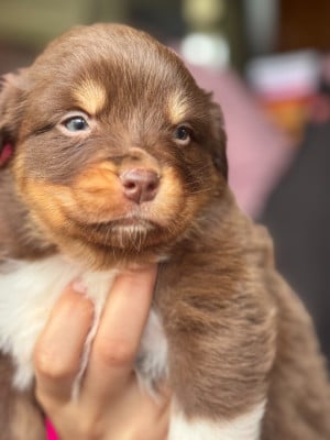 Les chiots de Berger Australien