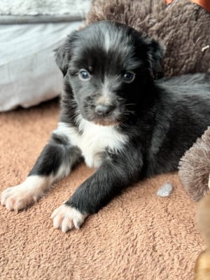 Les chiots de Berger Australien