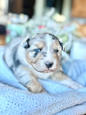 Les chiots de Berger Australien