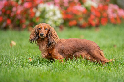 Étalon Teckel poil long - Pomme d'api de la derocherie