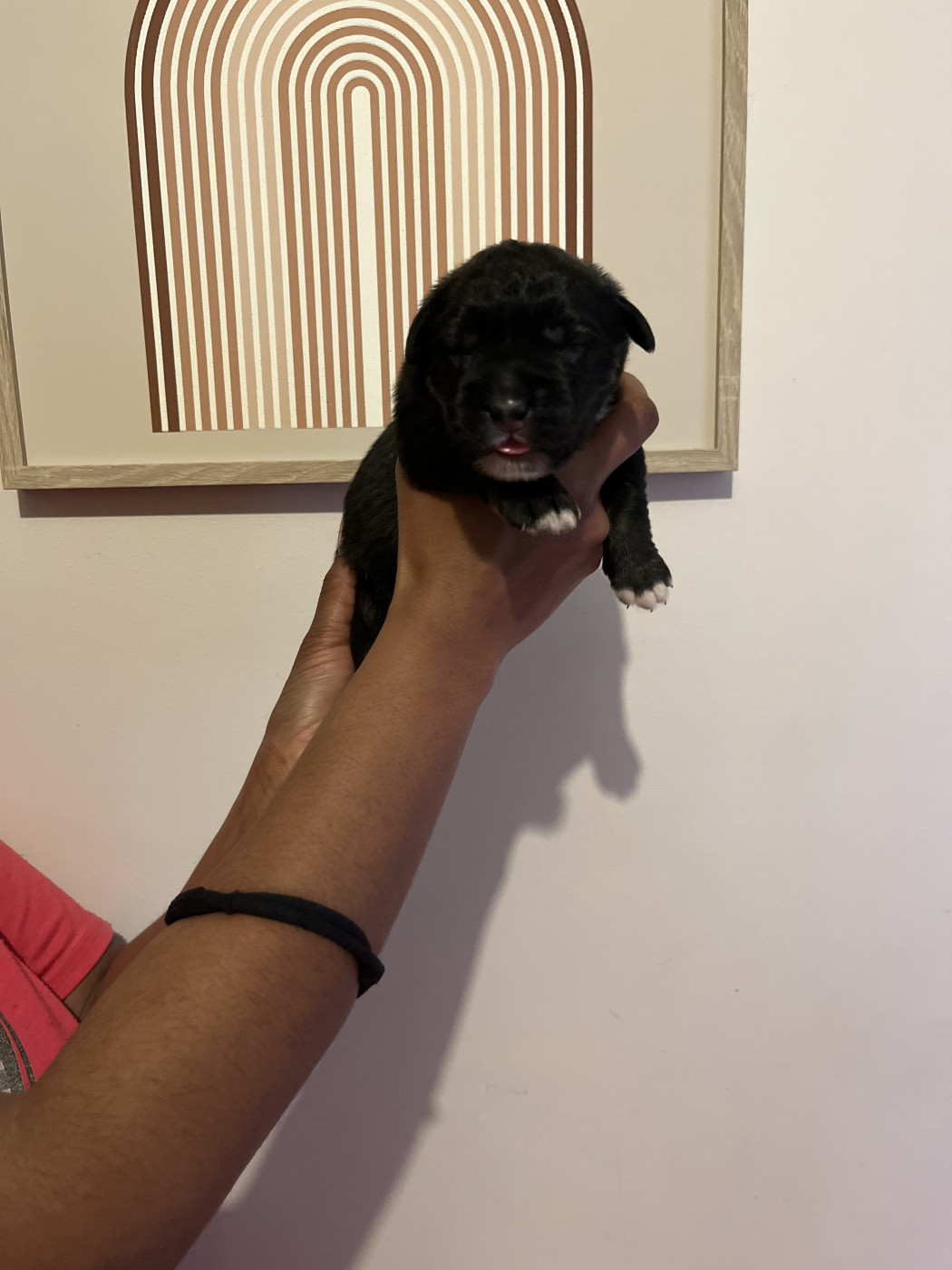 Blacko - Berger du Caucase