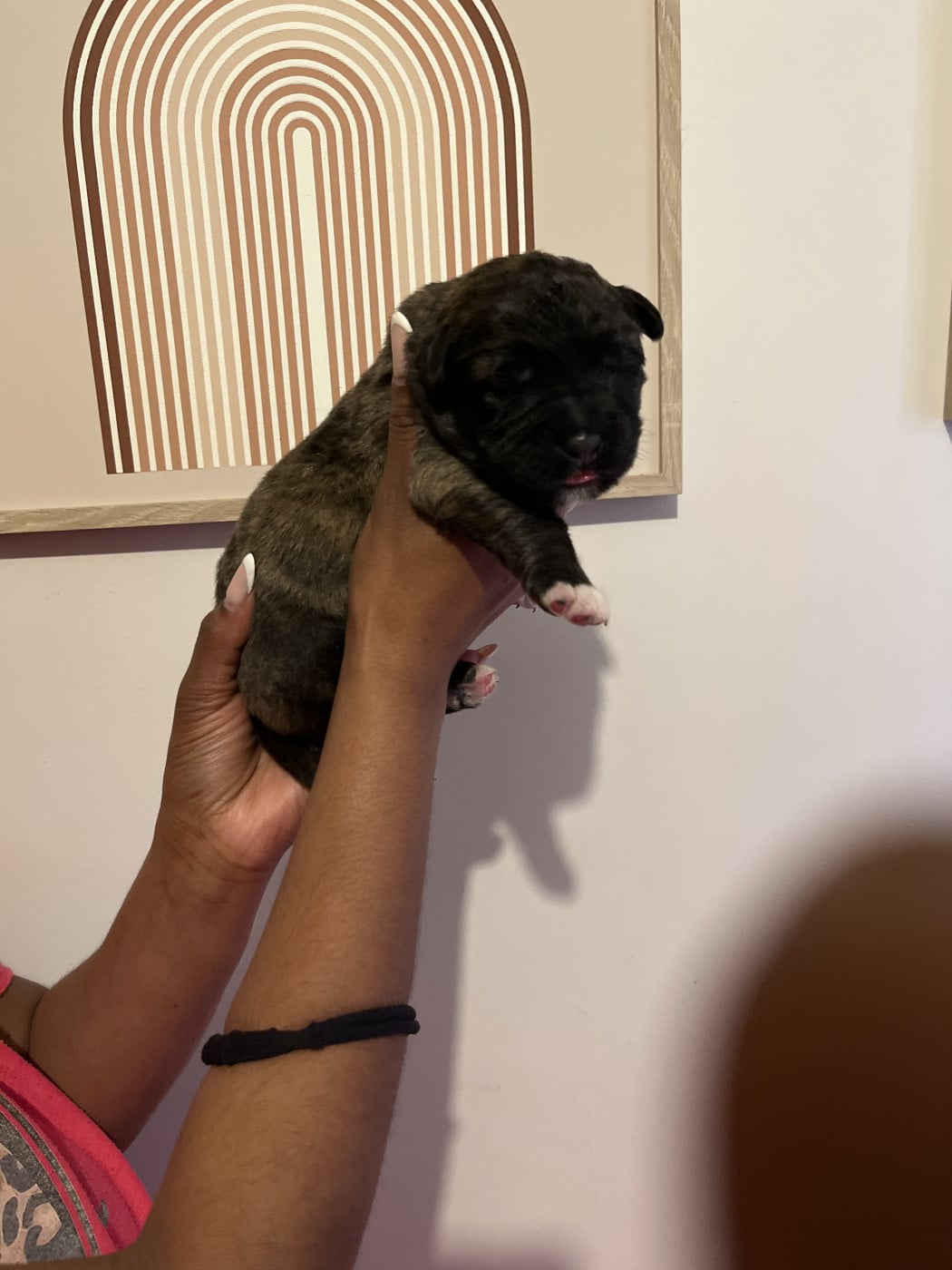 Boyko - Berger du Caucase